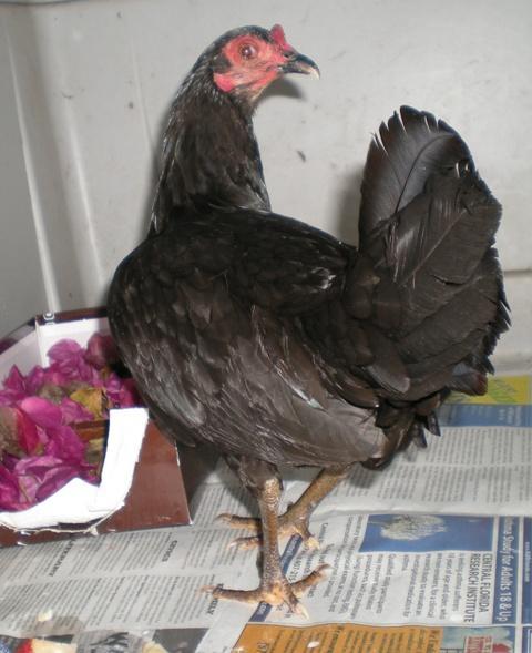 27838_duchess-mcnuggets.jpg