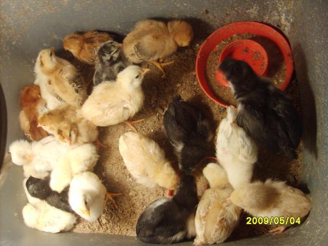 27847_chickens_021.jpg