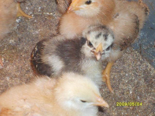 27847_chickens_022.jpg