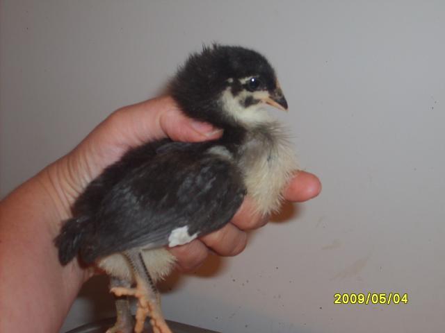 27847_chickens_023.jpg