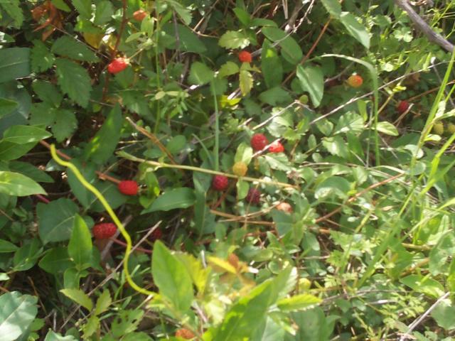 27858_zi6_0772.jpg