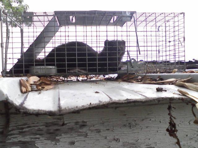 2787_weasel_008.jpg