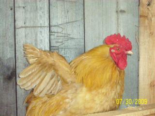 27885_rooster_009.jpg