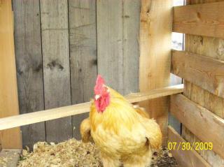 27885_rooster_011.jpg