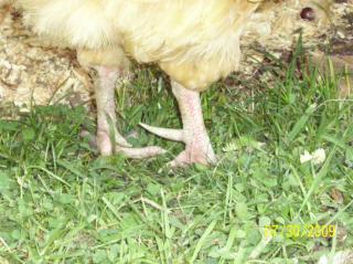 27885_rooster_016.jpg