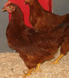 27895_rooster_or_not_rooster_001_2.jpg