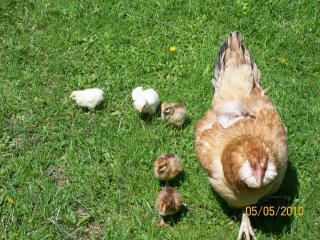 27917_first_hatch_010.jpg