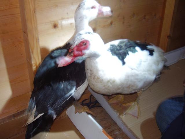 27928_ducks_005.jpg