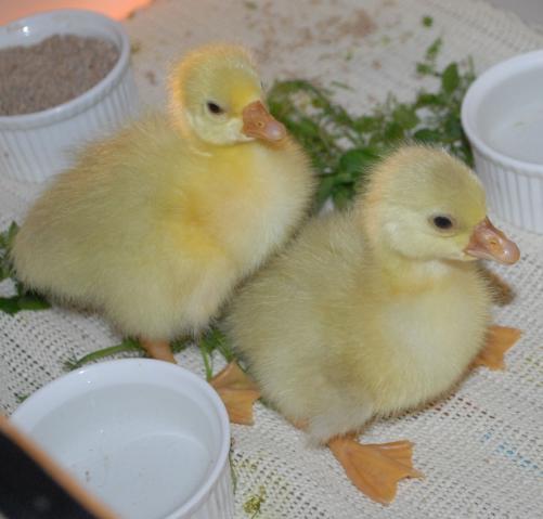27939_goslings_small.jpg