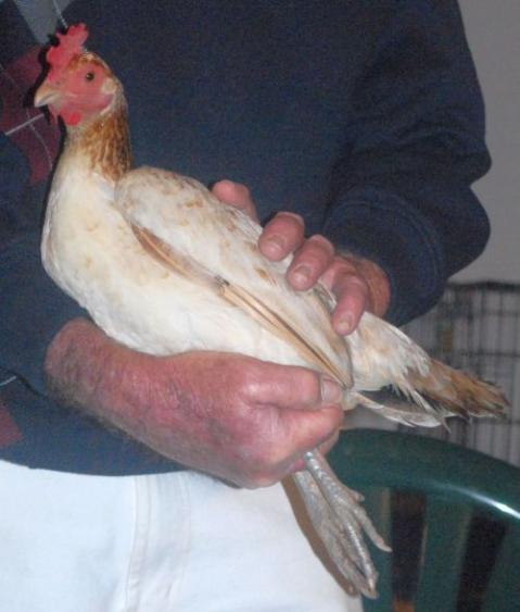 27939_henfeather_hen_oeg.jpg