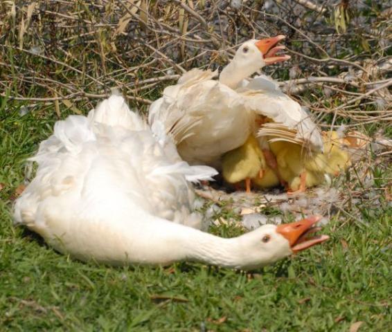 27939_parent_geese2.jpg