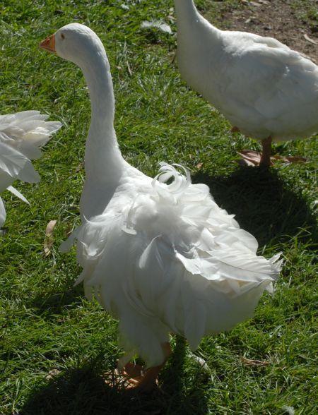 27939_sebastopol_young_2010.jpg