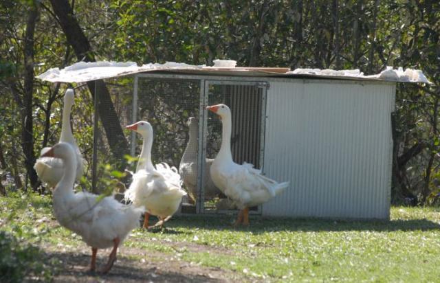 27939_sebastopols_guarding_the_babies.jpg