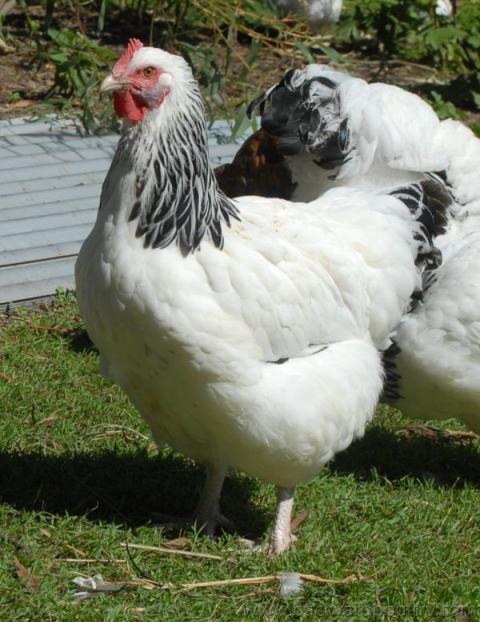 27939_sussex_pullet_3.jpg