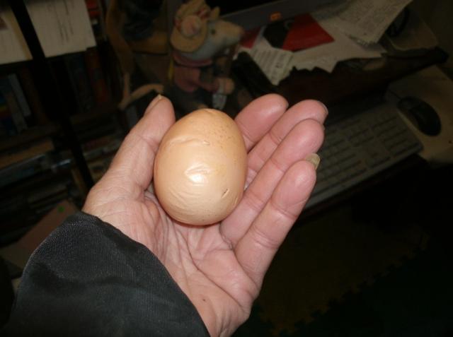 27943_egg_002.jpg