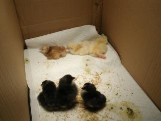 27943_janchicks_002.jpg