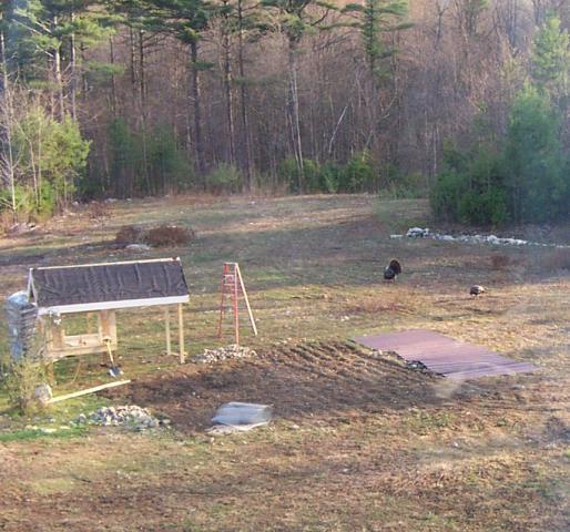 27946_wild_turkeys_001.jpg