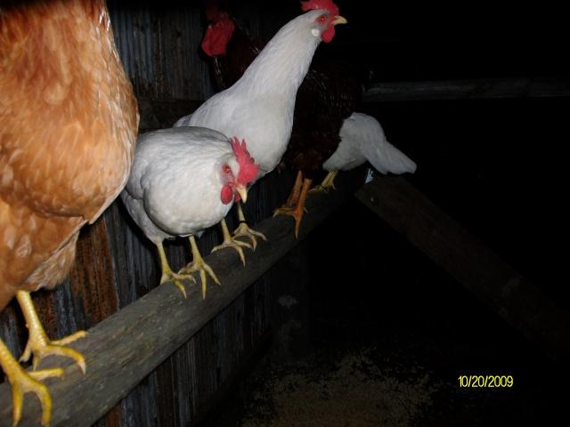 27985_newcoop_005.jpg