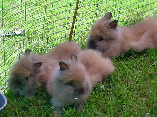 27992_3_lionhead_buns.jpg
