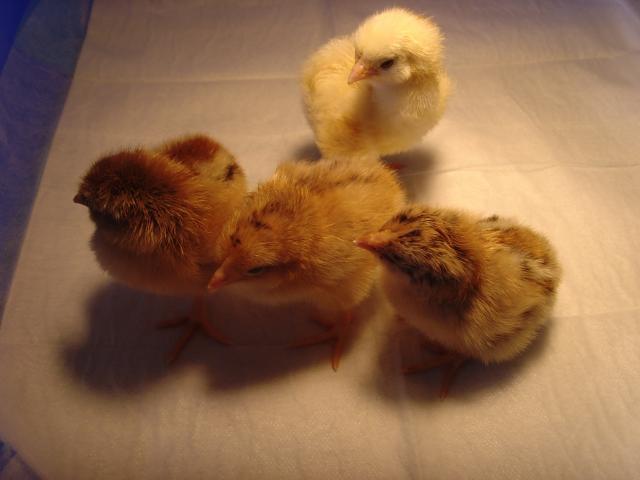 28007_4babies_019.jpg