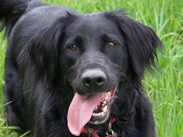 newfie lab mix