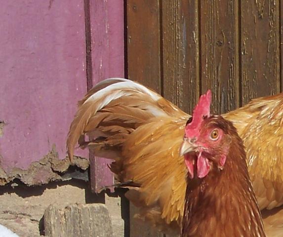 Why does my Buff Orpington cock have different color tail feathers