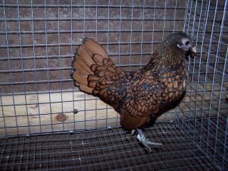 28047_gspullet.jpg