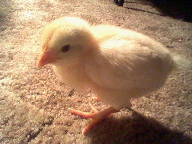 28083_dsi_pics_008.jpg