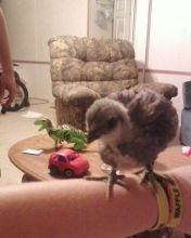 28096_birdsbugs_049.jpg