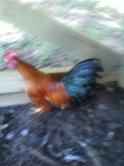 28096_phonepics_033.jpg