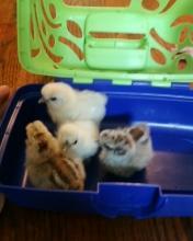 28096_silkies4_006.jpg