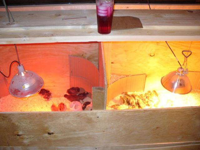28099_brooder.jpg