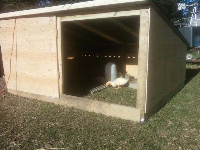 28099_duckhouse.jpg