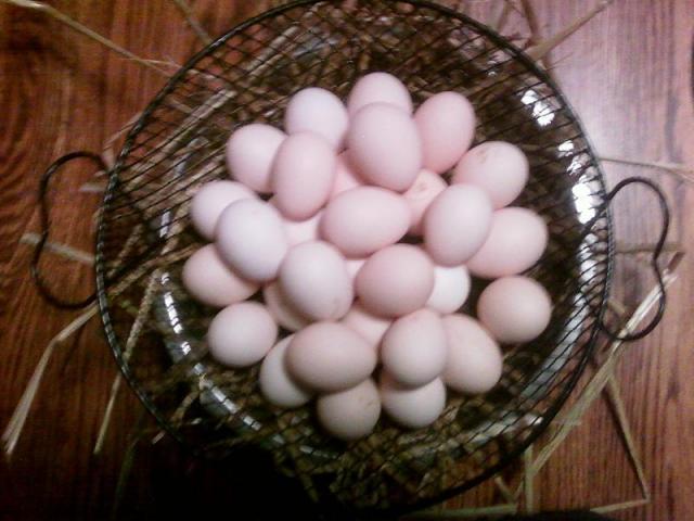 28099_milleeggs.jpg