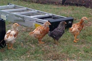 28112_4_chickens.jpg