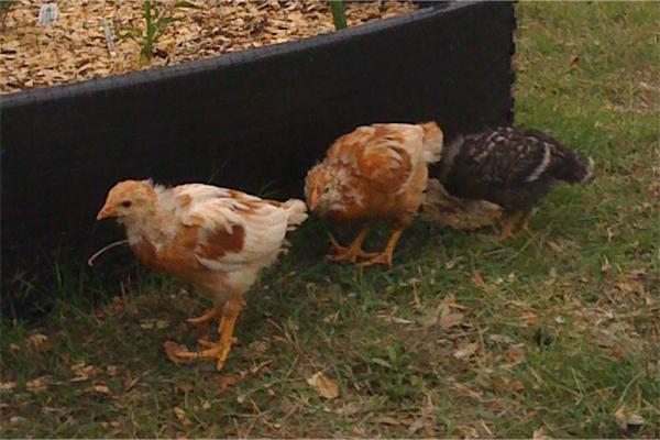 28112_and_more_chickens.jpg