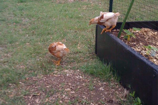 28112_chickens.jpg