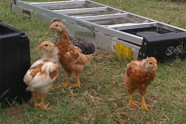 28112_chickens2.jpg