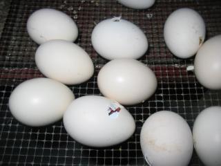 28115_1st_hatch_005.jpg