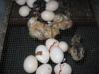 28115_1st_hatch_008.jpg