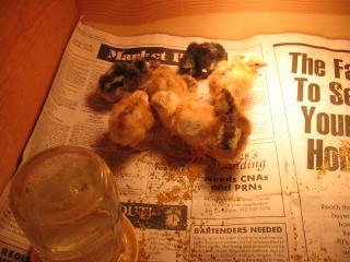 28115_1st_hatch_010.jpg