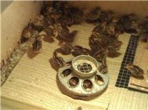 28115_98_quail.jpg