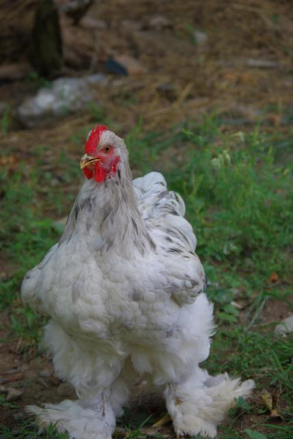 28141_bantycock.jpg