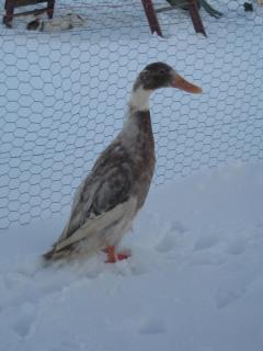 28141_ping_the_runner_duck.jpg