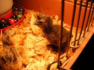 28146_2009_0507hatch1.jpg