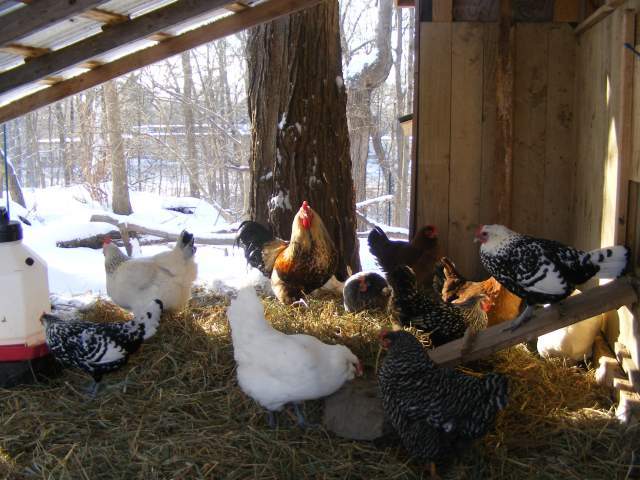 2814_january_coop_2009_004.jpg