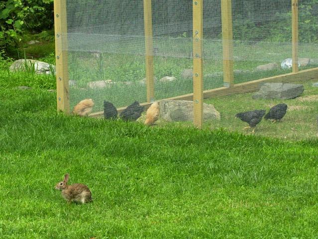 28156_bunny2.jpg