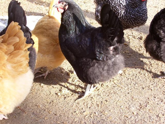 28156_pebbles_12-6-09_2.jpg