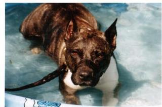 28165_daisy_in_pool.jpg