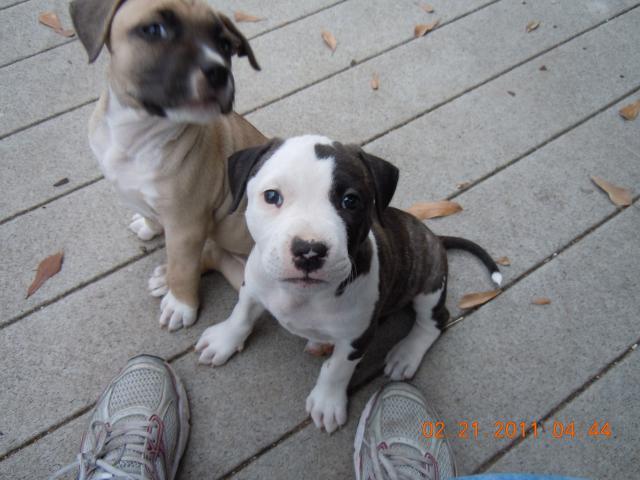28165_puppies_feb182011_038.jpg